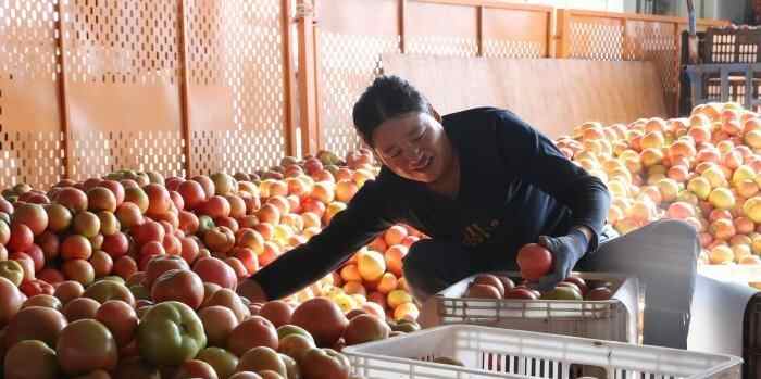  宁夏银川：秋季西红柿喜迎丰收