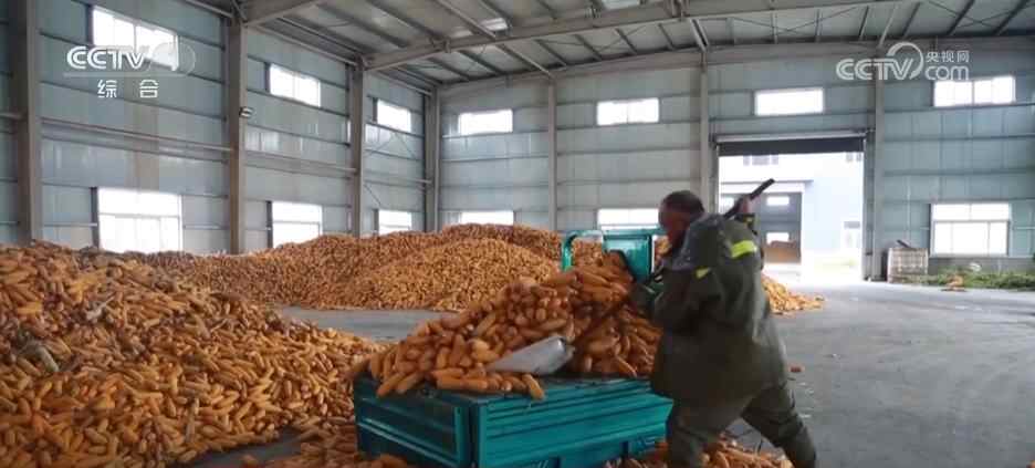 不少地区积极应对阴雨天气，确保秋粮丰收。