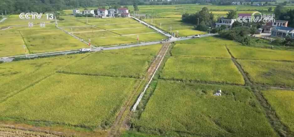 稻苗飘香、硕果累累，希望农场奏响金秋丰收的