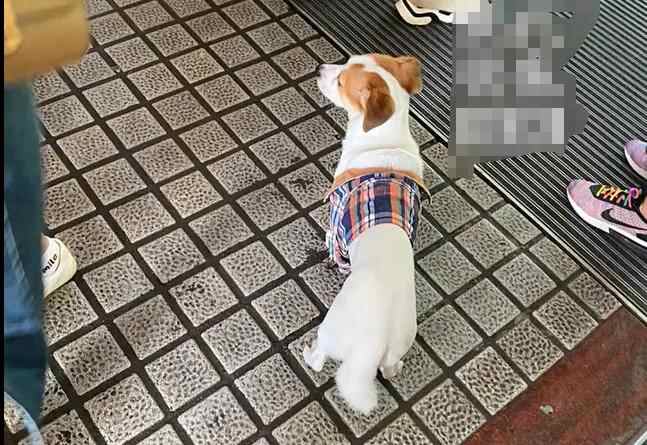 小狗高速消失，不吃不喝地等待主人。主人故意