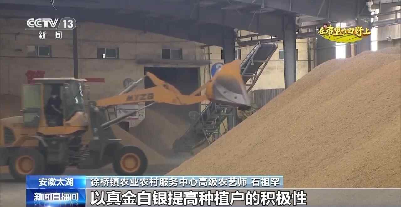 秋收期间，秋意绵绵，各地纷纷抢收、烘烤，确