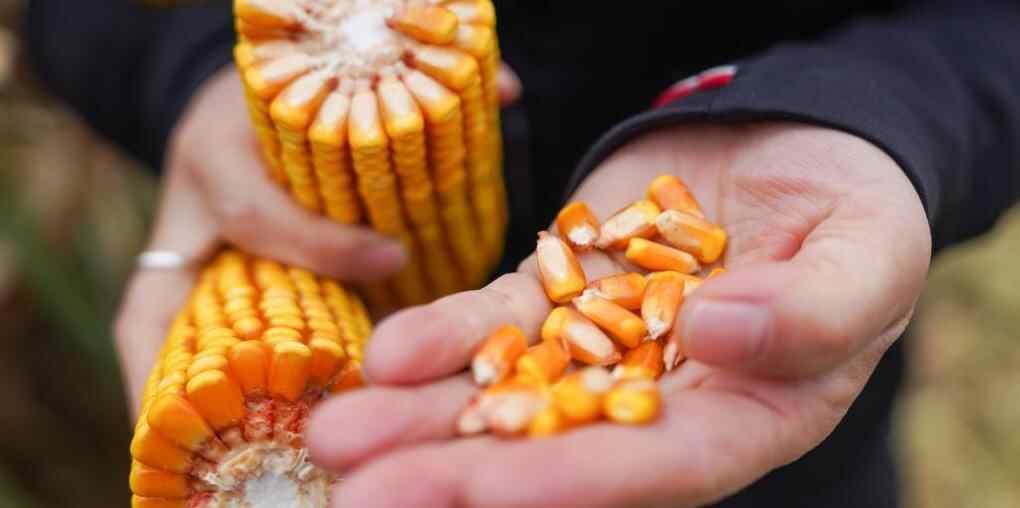  “新农人”黑土地上逐梦乡村振兴路