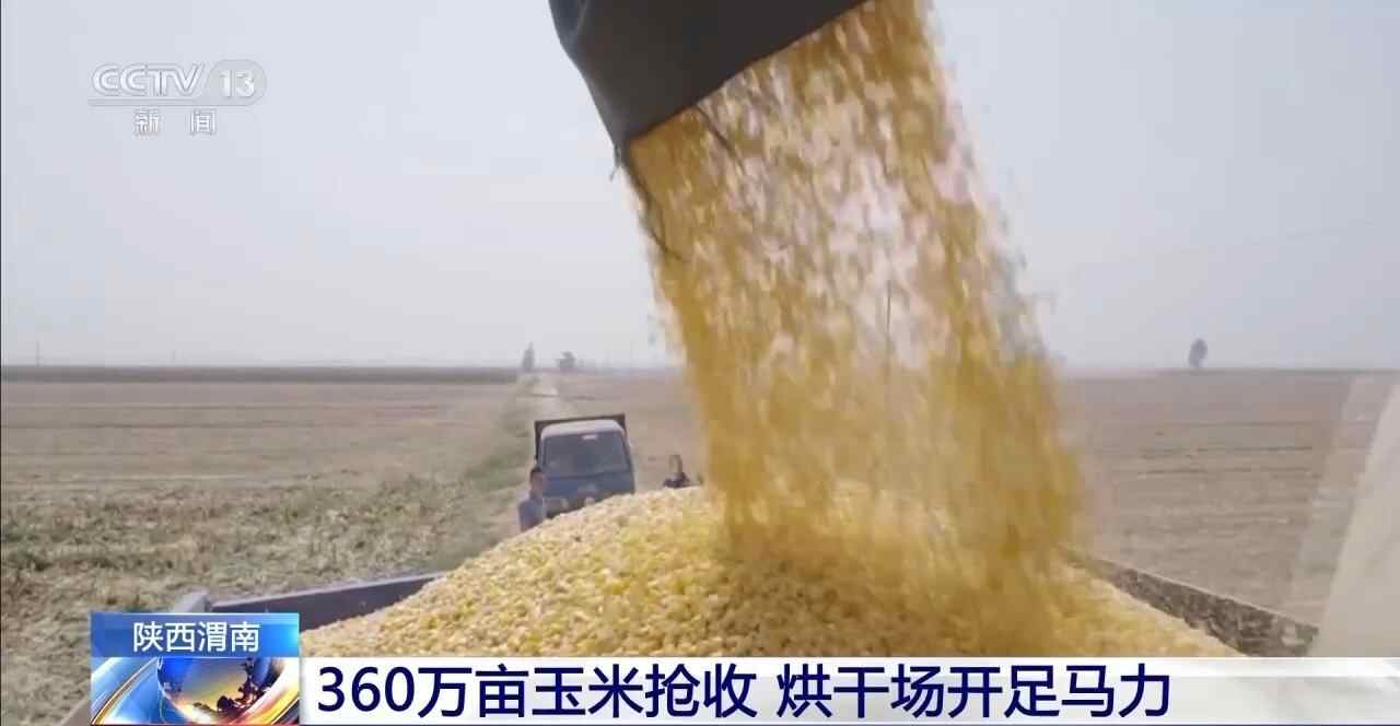 秋季产量遭遇阴雨天气，多地晒厂满负荷运转。