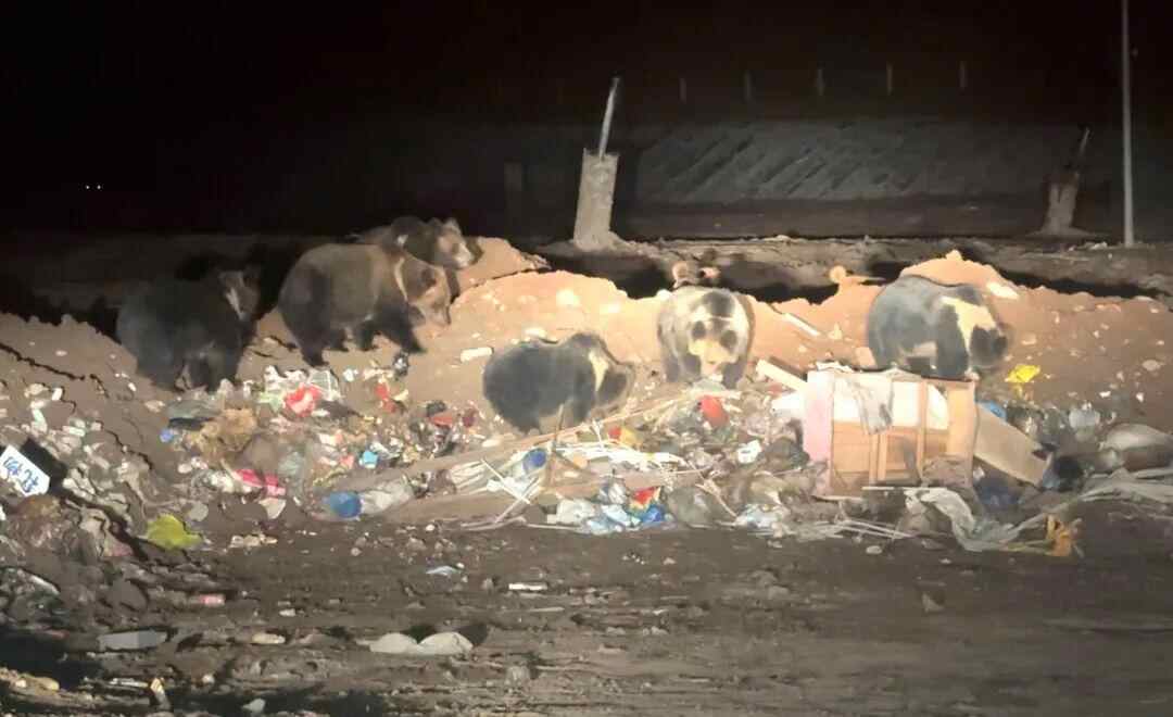 随手可得的饭盒、塑料袋、油桶……藏马熊用青