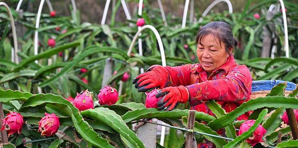  四川仁寿：火龙果喜获丰收