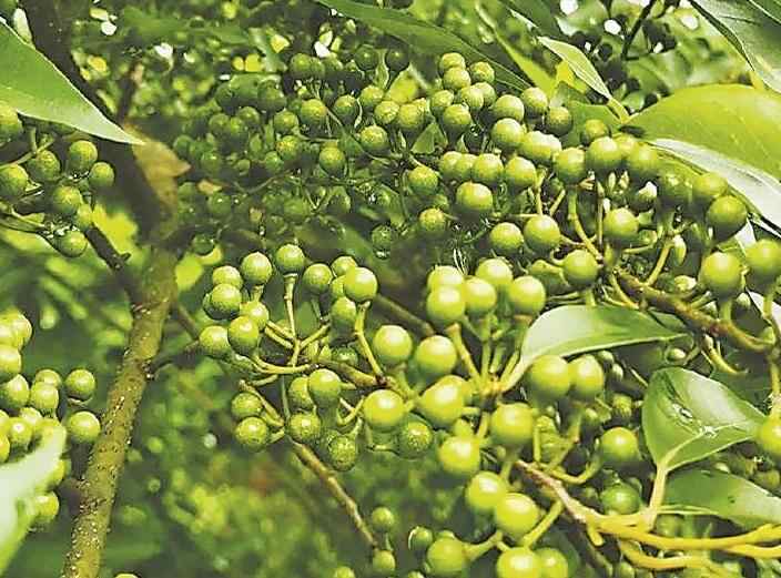 广东多点发力 让“一颗野果”撬动10亿产值产业带