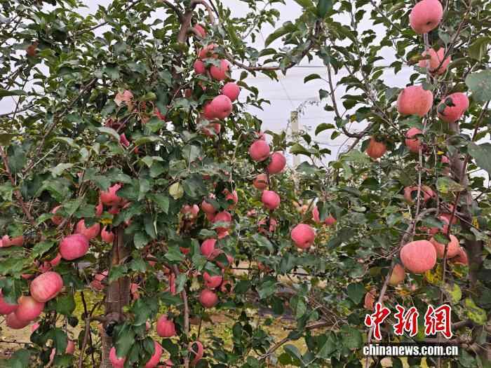 为中国枝条点赞｜｜｜｜｜｜｜｜｜｜｜｜｜｜