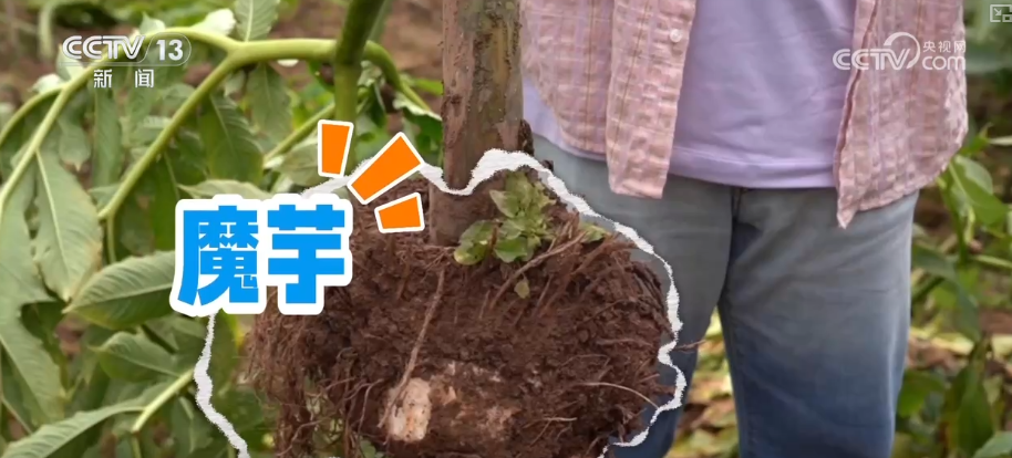 “土桥”通过创新摇身一变成为中国的“新特产