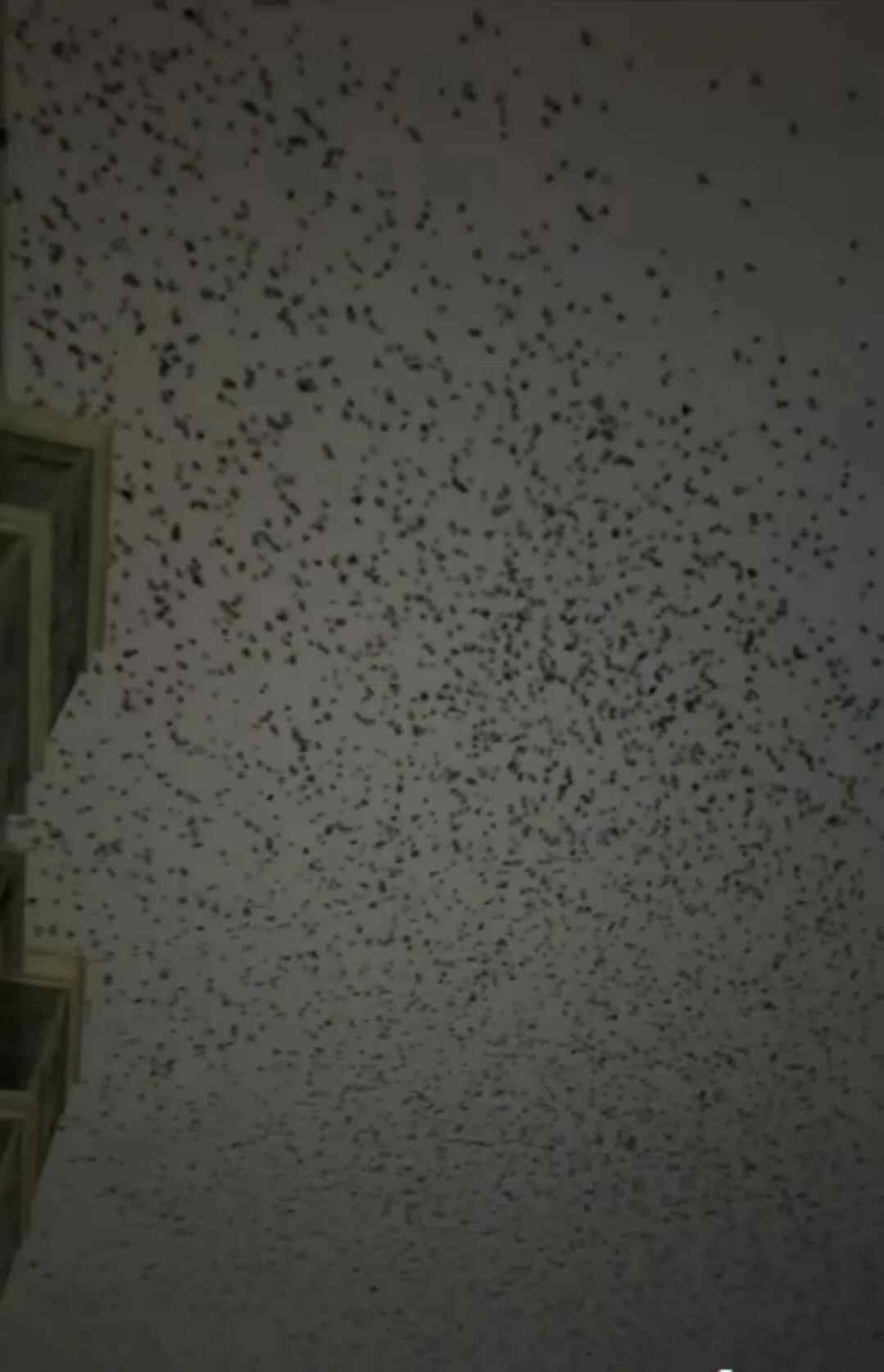 河北、河南、四川等地的天空中密密麻麻都是成