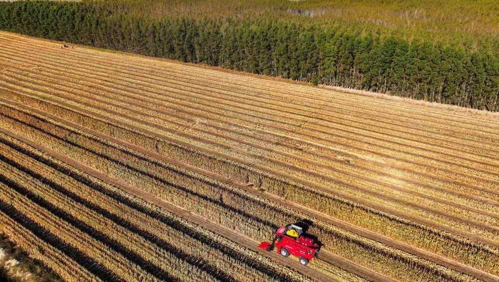  内蒙古通辽：玉米迎丰收