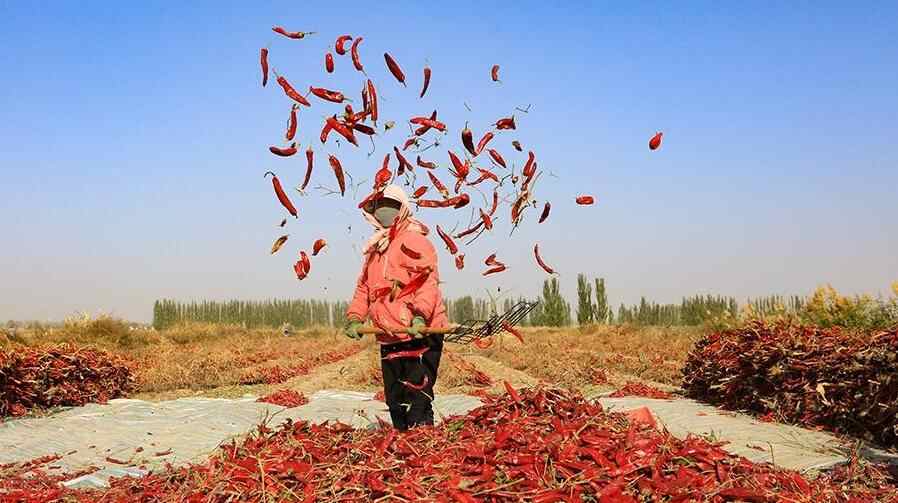  甘肃嘉峪关：辣椒喜丰收