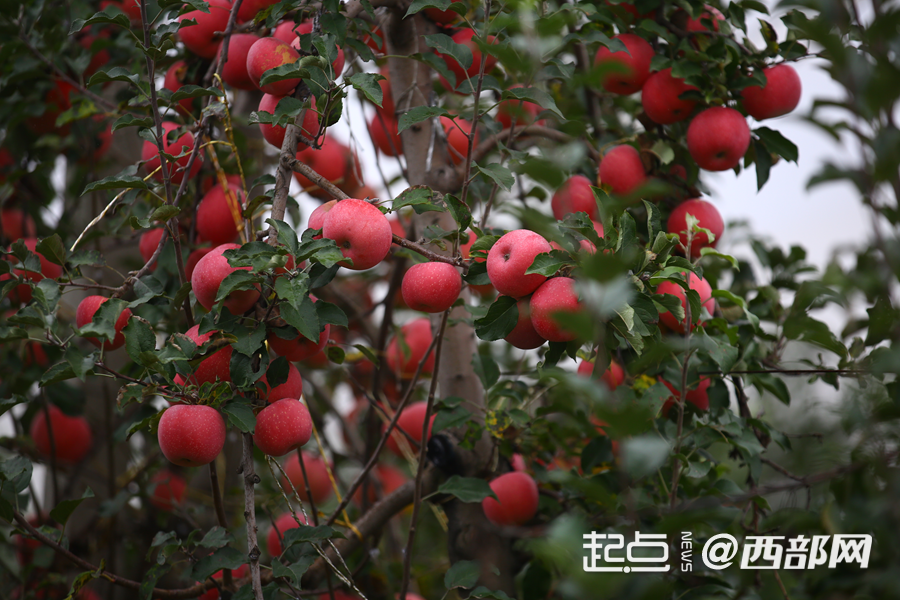 颜氏的苹果今天又“红”了