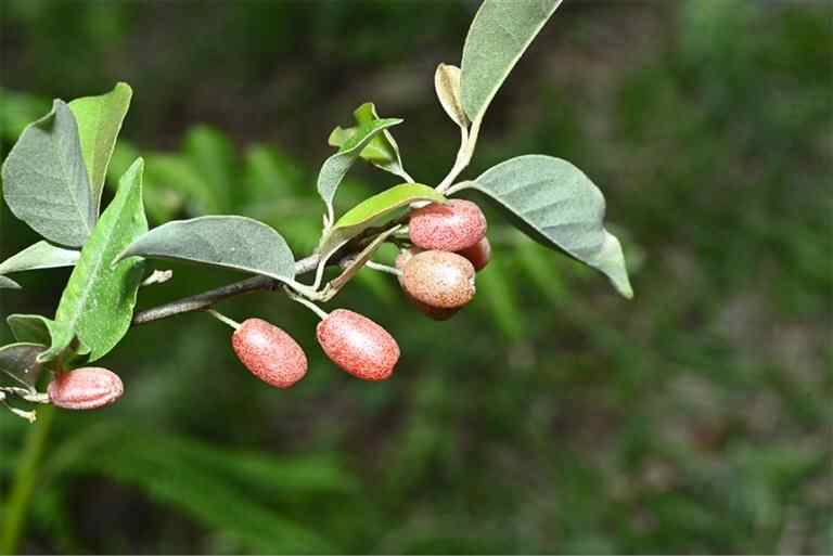 “家有”的生物多样性进一步丰富