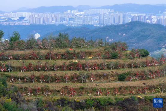 【高质量发展看陕西】“天”燕蕴藏着哪些新生