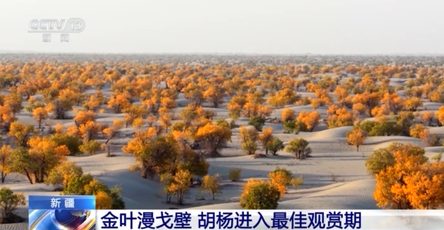 塔里木河仅限秋季。胡杨倒映着水，构成了一幅