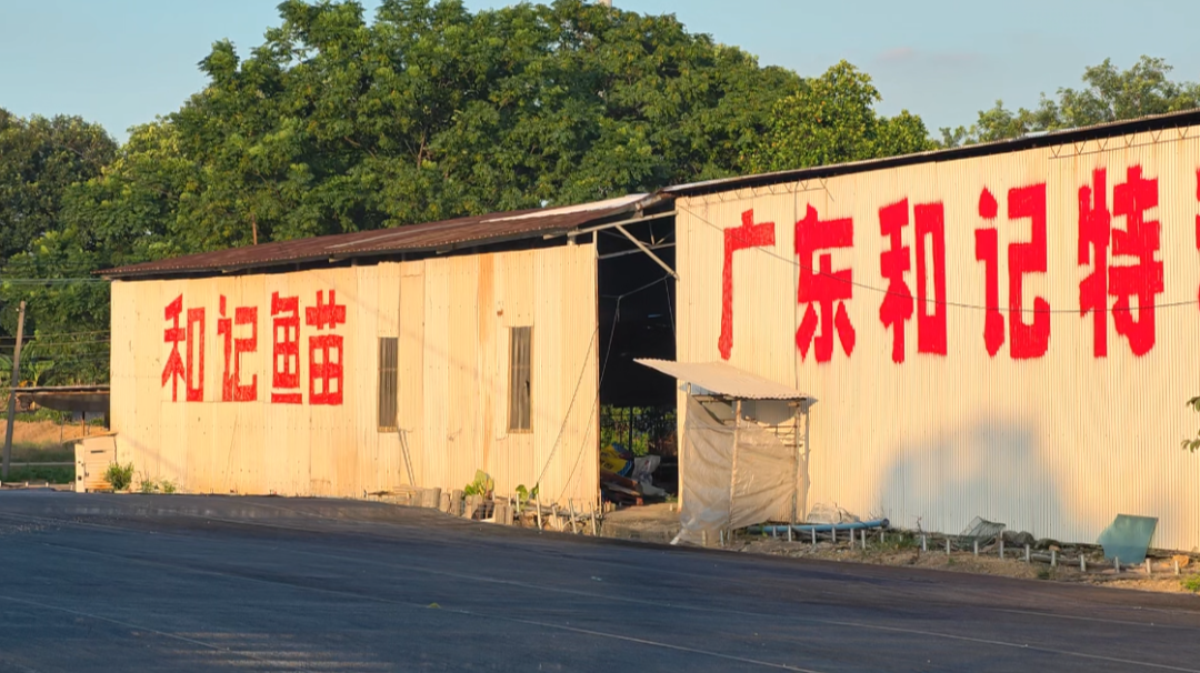 与一条鱼苗捆绑产业振兴链条，这个鱼苗基地到