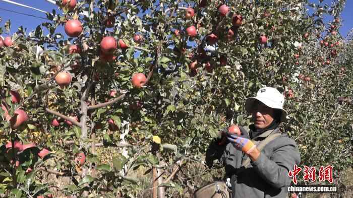 从陕西到西藏：贡嘎1.9万公顷矮化苹果增收1.6亿