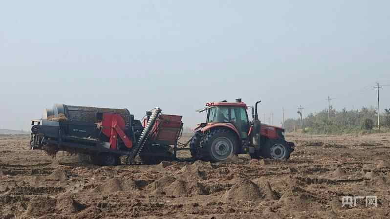 新品质、新创造·军团丨“金豆”长在沙漠，绿色