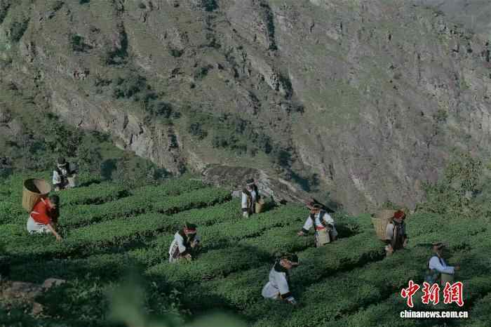 茶茶路上的新茶香：一片叶子重生