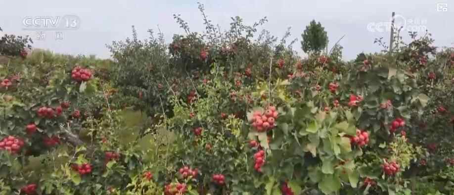 中国金秋收获照：红山楂、甜苹果、鲜海带、特