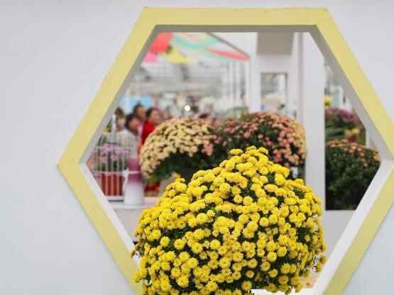  色彩缤纷 南京农业大学菊花基地“上新”