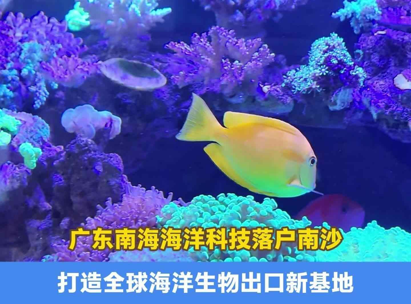  广州南海海洋科技落户南沙，打造全球海洋生物出口新基地