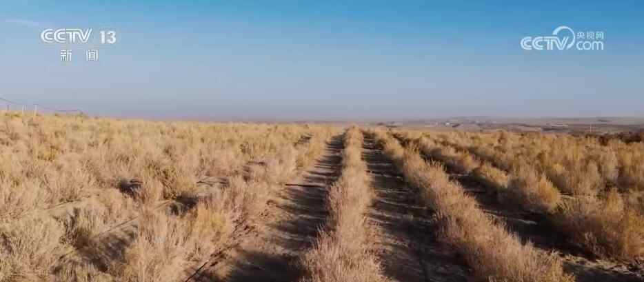 丰收时节绽放希望田野，缤纷瓜果描绘乡村振兴