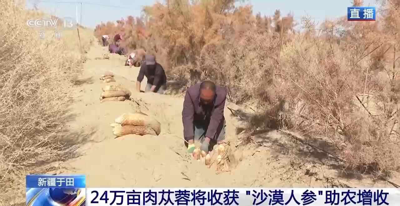 视频丨新疆肉苁蓉进入收获季节，沙业让沙漠变
