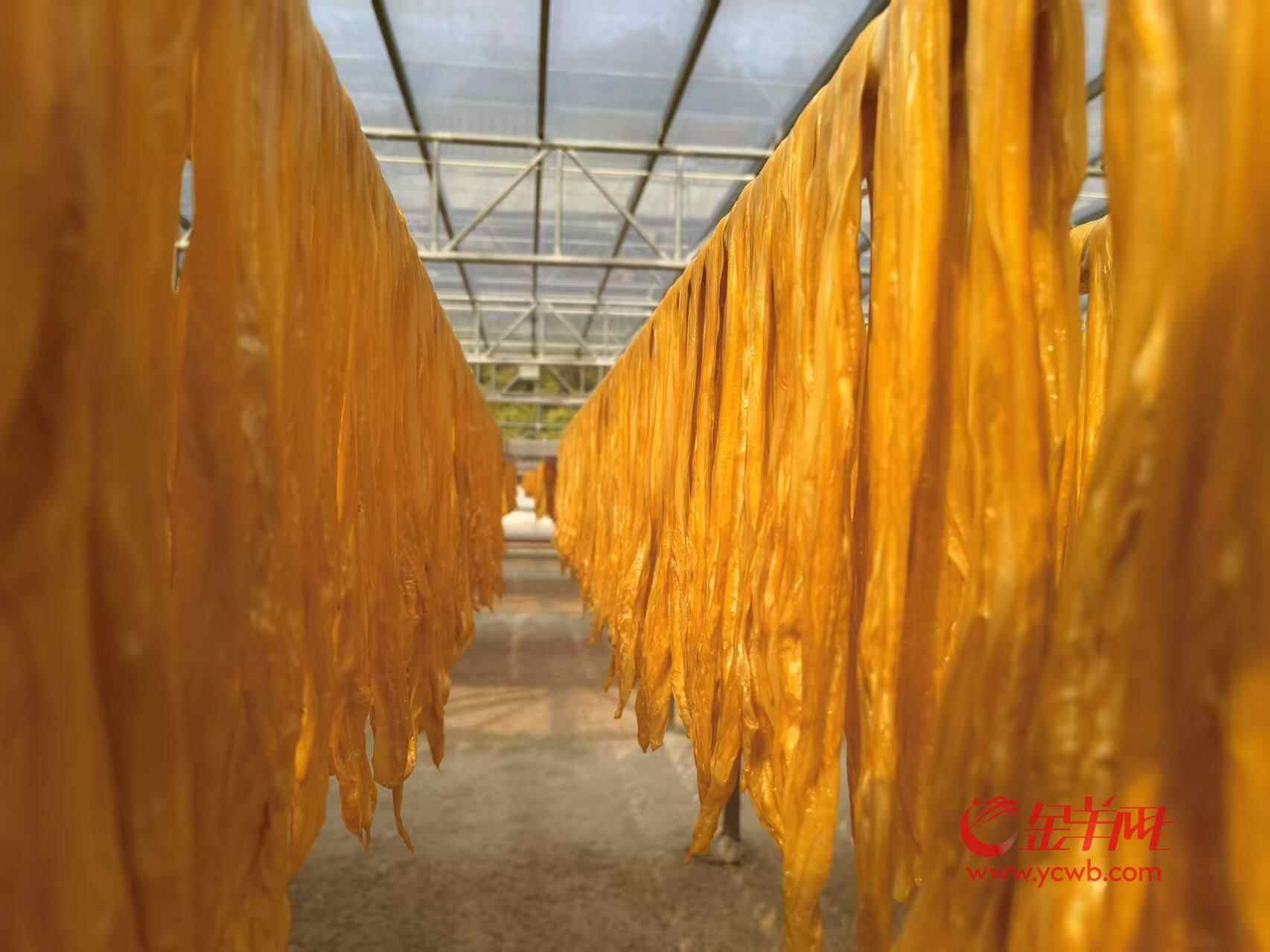 深读河源粤北豆香飘全国,和平以“媒体+”破局激活腐竹全产业链