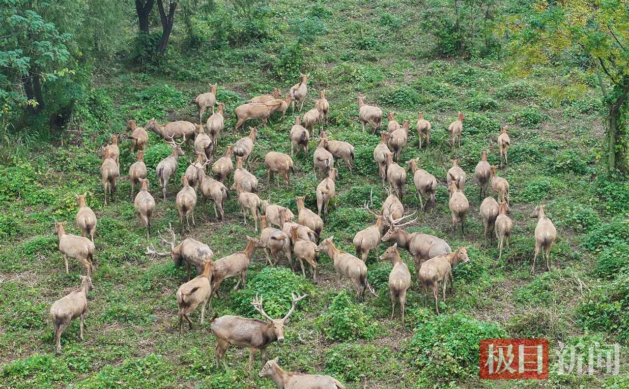 为什么选择中国 |江豚翩翩起舞，麋鹿嬉戏，靖江河畔成了“湿地精灵”的天堂