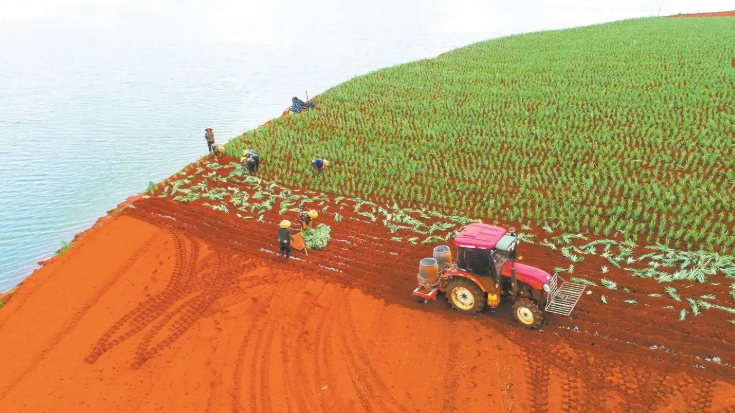 湛江：“百千万工程”三年绘就“县域强、镇域活、乡村美”图景 