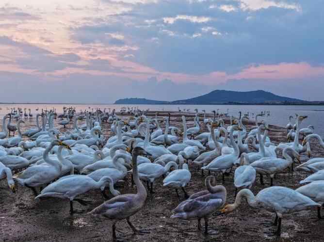 越冬大天鹅“打卡”荣成天鹅湖