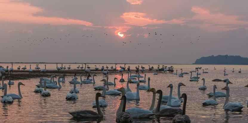 越冬大天鹅“打卡”荣成天鹅湖