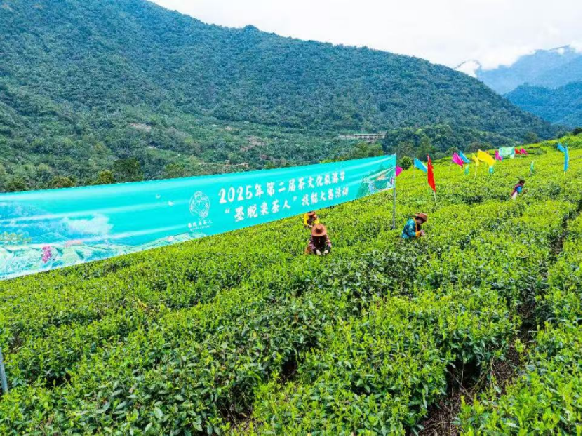 茶香弥漫峡谷，绿叶变“金叶”——西藏墨脱2