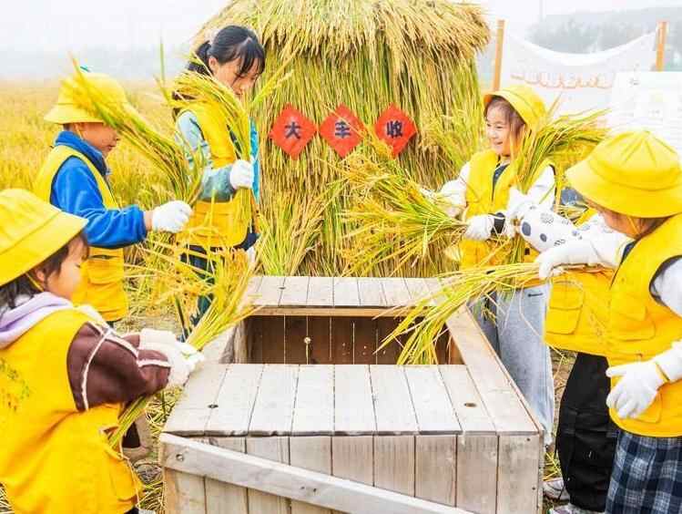 稻田里的“秋收课堂”