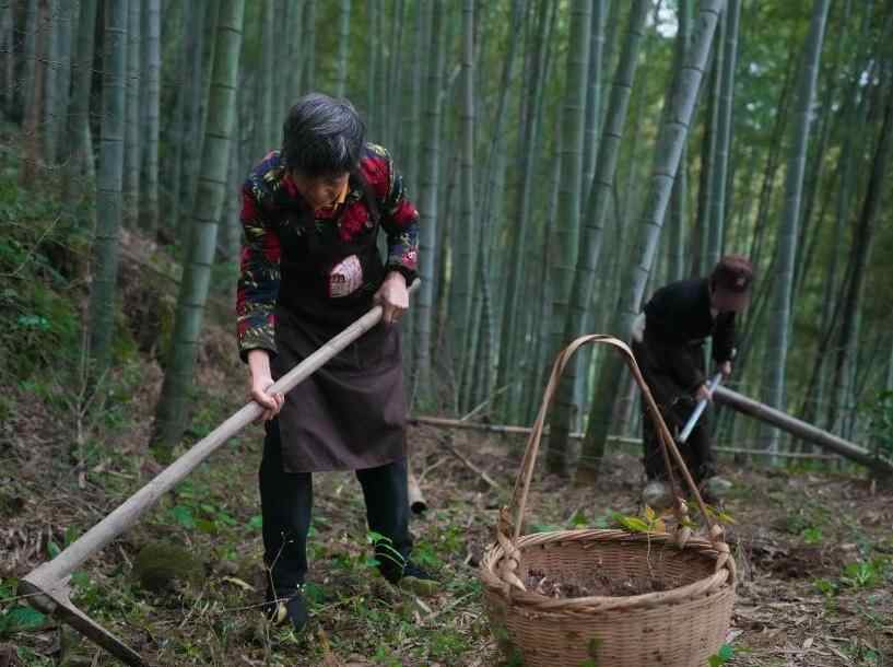  浙江上虞：采制黄精