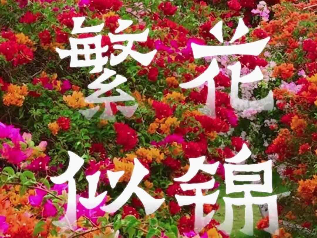 繁花似锦，等风亦等你 | 岭南行记