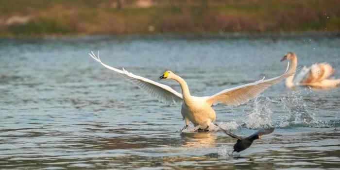 河南郑州：迁徙大天鹅清晨“歇脚” 与疣鼻天鹅同框