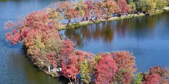  南京紫金山前湖秋色斑斓迎来最美季
