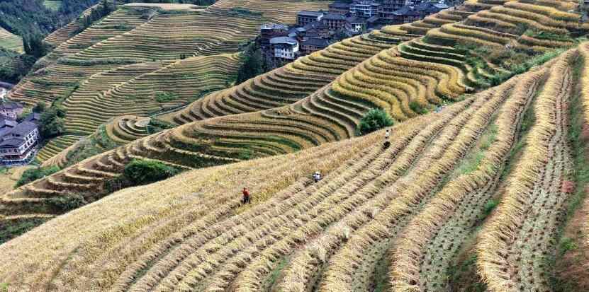  广西龙胜：金秋稻香好“丰”景  梯田收割忙