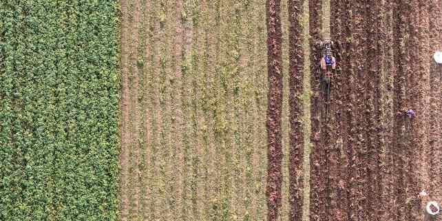  安徽五河“订单红薯”迎丰收