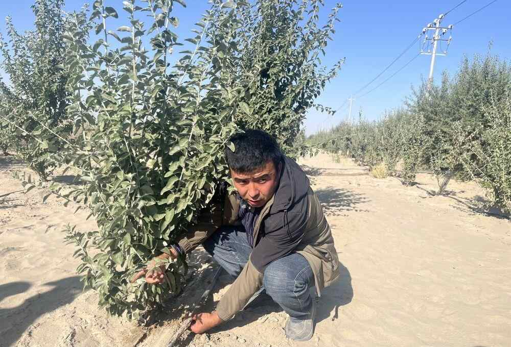 把沙子变成“金” “科技+产业”赋能塔克拉玛干