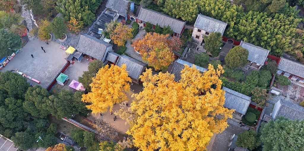  山东莒县：千年银杏树进入最佳观赏期