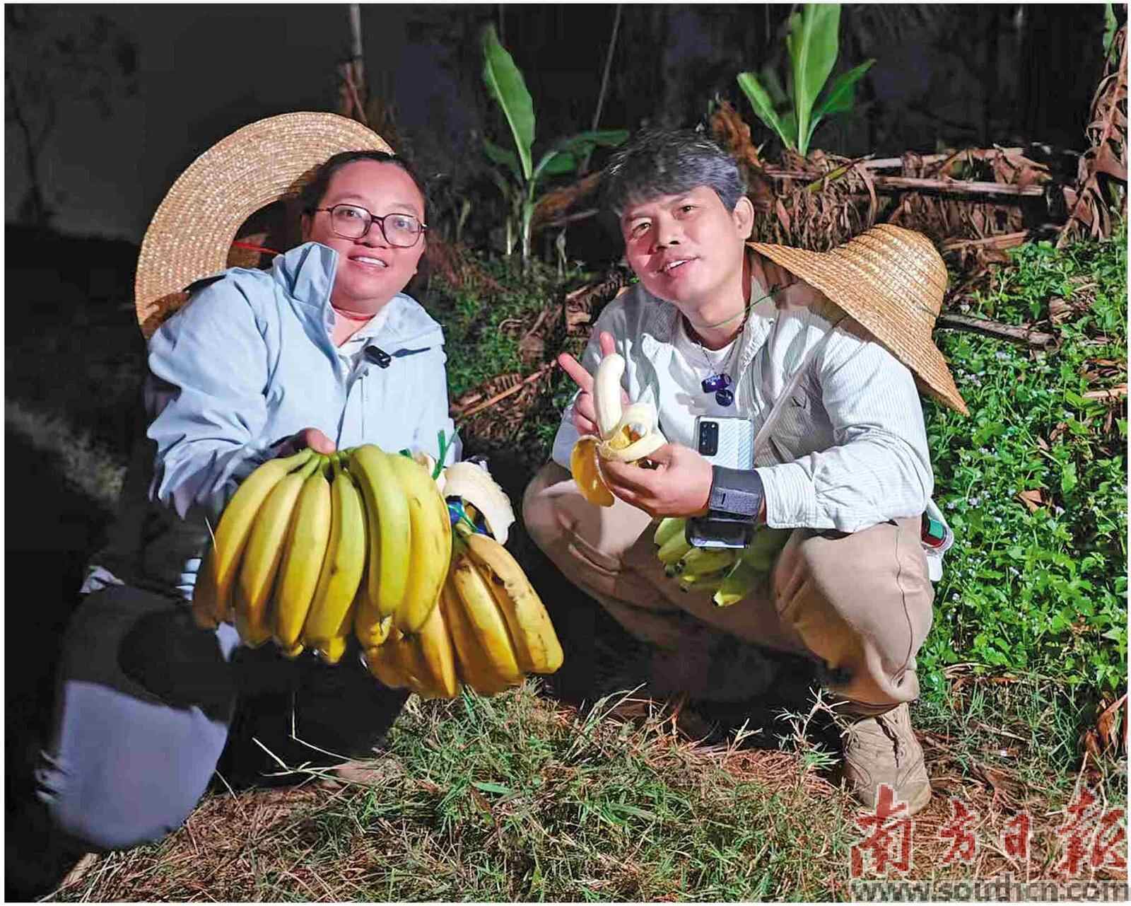 “蕉”急行动为农户解忧