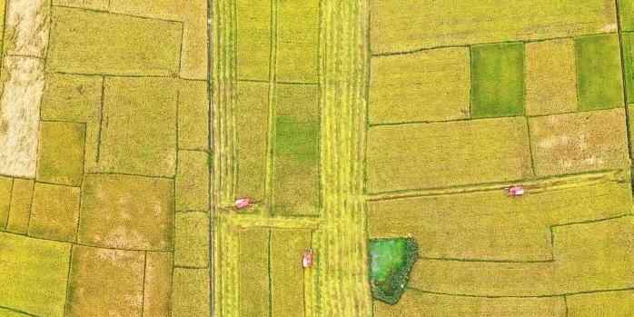  广西平南晚稻开镰收割 机械化助力丰产增收