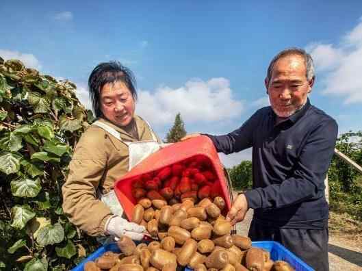 贵州黔西：猕猴桃迎丰收