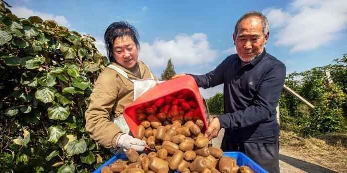  贵州黔西：猕猴桃迎丰收