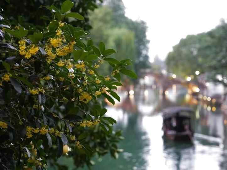 千年古镇静候互联网峰会启幕