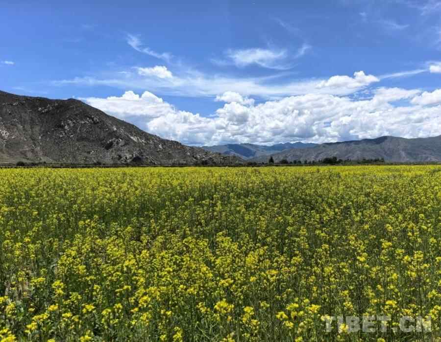 【牢记嘱托，共建美丽新