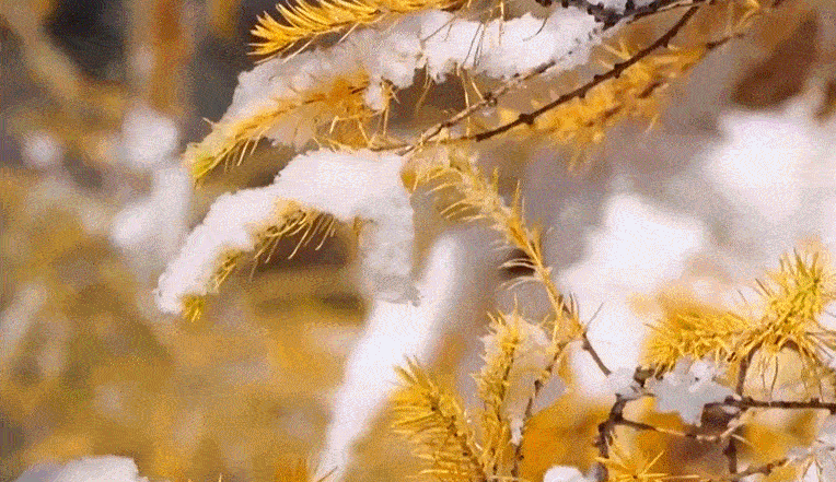 文化中国行丨二十四节气·立冬在无声中孕育明年